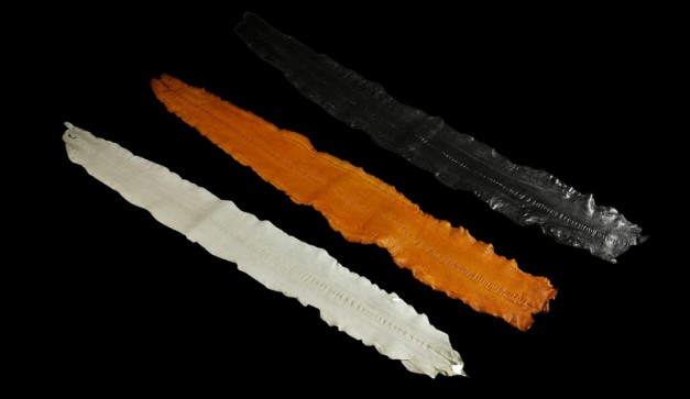 Genuine Leather Sea Eel - Trio Color